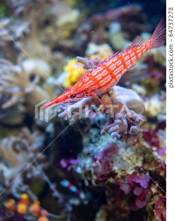 珊瑚海Kudagonbe攝影許可/合作：福島海藍寶石 64737278