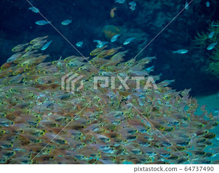 海上拍攝許可/合作的珊瑚礁水域:海藍寶石福島 海上拍攝許可/合作的珊瑚礁水域:海藍寶石福島 64737490