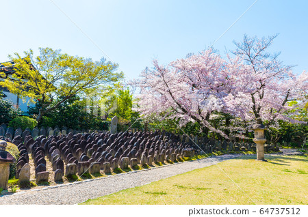 玄光寺泉域風光影櫻花與浮田 奈良縣奈良市 照片素材 圖片 圖庫