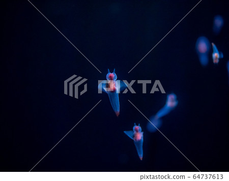 Crione, the Angel of Drift Ice Photography permission / cooperation: Aquamarine Fukushima Crione, the Angel of Drift Ice Photography permission / cooperation: Aquamarine Fukushima 64737613