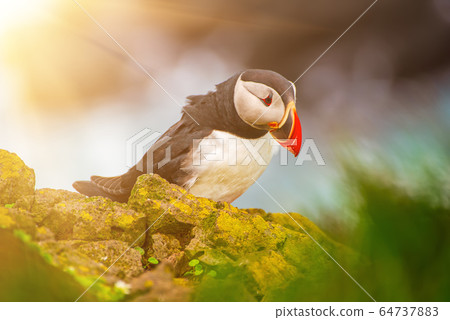 Single atlantic puffin Single atlantic puffin 64737883