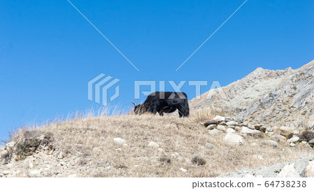 Yak grazing in on top of a Himalayas mountain. 64738238