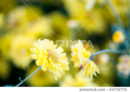 Yellow chrysanthemum flowers, chrysanthemum in the Yellow chrysanthemum flowers, chrysanthemum in the 64738776
