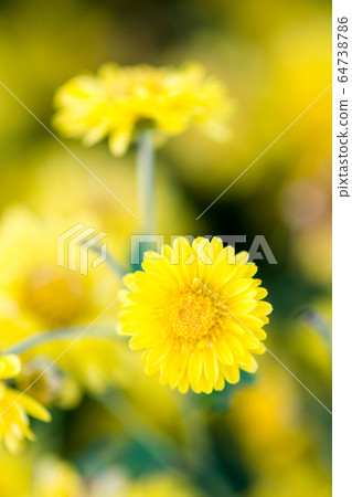 Yellow chrysanthemum flowers, chrysanthemum in the Yellow chrysanthemum flowers, chrysanthemum in the 64738786