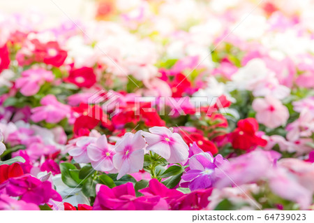 Vinca rosea flowers blossom in the garden, foliage Vinca rosea flowers blossom in the garden, foliage 64739023