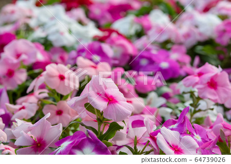 Vinca rosea flowers blossom in the garden, foliage Vinca rosea flowers blossom in the garden, foliage 64739026