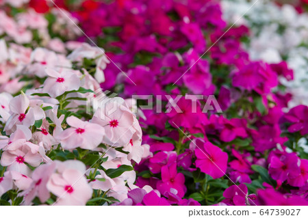 Vinca rosea flowers blossom in the garden, foliage 64739027