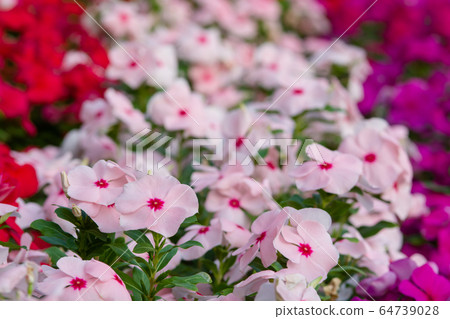 Vinca rosea flowers blossom in the garden, foliage Vinca rosea flowers blossom in the garden, foliage 64739028