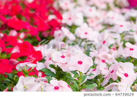 Vinca rosea flowers blossom in the garden, foliage 64739029