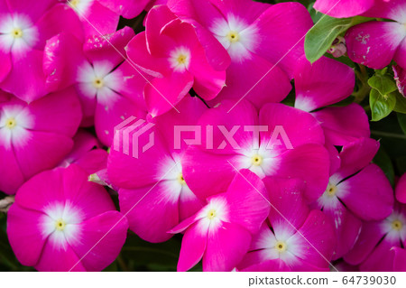 Vinca rosea flowers blossom in the garden, foliage Vinca rosea flowers blossom in the garden, foliage 64739030