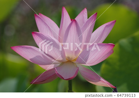 Lotus 64739113