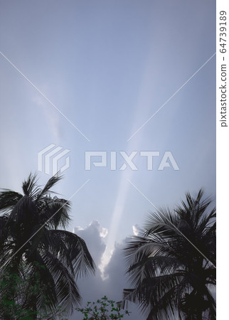 Coconut palm tree Silhouette back lit by dramatic sky 64739189