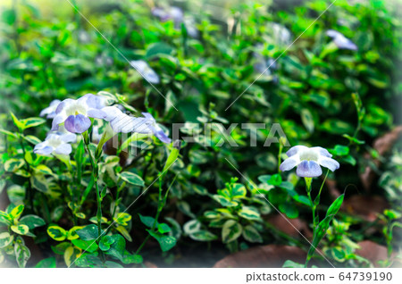 White tulip hydrangea flower, petunia lily gerberaDaisy  64739190