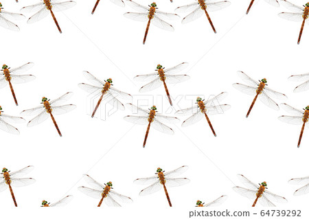 Photo stylized dragonfly isolated on white Photo stylized dragonfly isolated on white 64739292