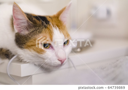 Tricolor cat falls asleep on the bedside table, Tricolor cat falls asleep on the bedside table, 64739869