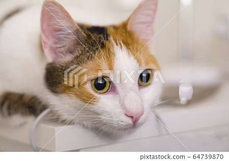 Tricolor cat looks into the distance. pet. Tricolor cat looks into the distance. pet. 64739870