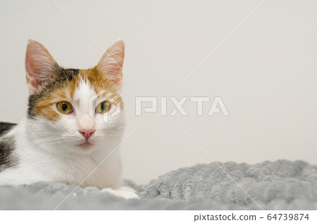 Tricolor cat lies on the bed, gray plaid. Tricolor cat lies on the bed, gray plaid. 64739874
