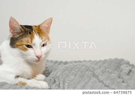 Tricolor cat falls asleep on the bed, gray plaid. Tricolor cat falls asleep on the bed, gray plaid. 64739875