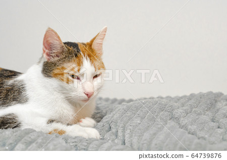 Tricolor cat falls asleep on the bed, gray plaid. Tricolor cat falls asleep on the bed, gray plaid. 64739876