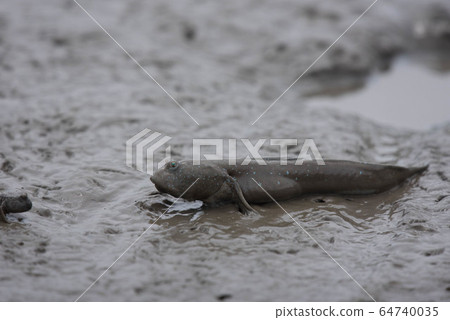 Ariake Sea tideland scenery 64740035