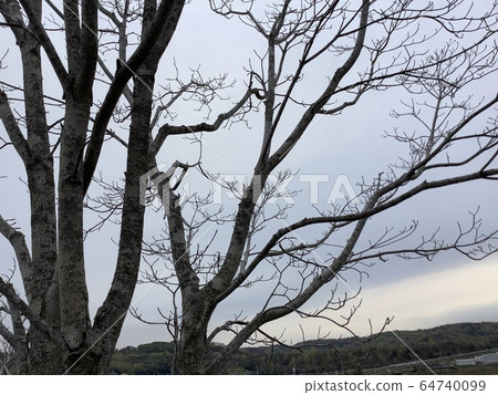 Dead tree background dusk 64740099