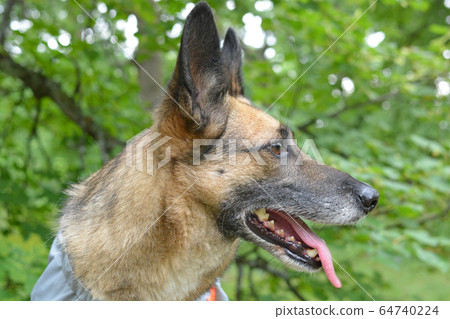 Male dog with brown eyes. The dog is sitting and looking straight. Cloudy day in the park. A close-up portrait of cute dog. Male dog with brown eyes. The dog is sitting and looking straight. Cloudy day in the park. A close-up portrait of cute dog. 64740224