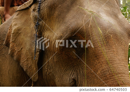 Close-up of an Indian Elephant in Shuklaphanta National Park, Nepal 64740503