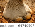 Foot of an Indian Elephant in Shuklaphanta National Park, Nepal 64740507
