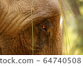 Eye Close-up of an Indian Elephant in Shuklaphanta National Park, Nepal 64740508