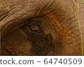 Eye Close-up of an Indian Elephant in Shuklaphanta National Park, Nepal 64740509