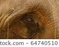 Eye Close-up of an Indian Elephant in Shuklaphanta National Park, Nepal 64740510