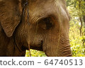 Close-up of an Indian Elephant in Shuklaphanta National Park, Nepal 64740513
