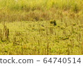 Grasslands of Shuklaphanta National Park, Nepal 64740514