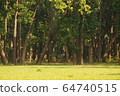 Spotted deer in the Jungle of  Shuklaphanta National Park, Nepal 64740515