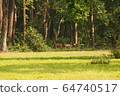 Spotted deer in the Jungle of Shuklaphanta National Park, Nepal 64740517