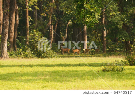 Spotted deer in the Jungle of Shuklaphanta National Park, Nepal 64740517