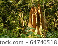 A tall termite mound in the jungle of Shuklaphanta National Park, Nepal 64740518