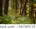 Spotted deer in the Jungle of  Shuklaphanta National Park, Nepal 64740519