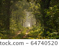 Beautiful sunlit path in the jungle of Shuklaphanta National Park, Nepal  64740520