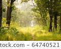 Beautiful sunlit path in the jungle of Shuklaphanta National Park, Nepal 64740521