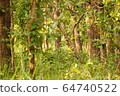 Beautiful sunlit jungle of Shuklaphanta National Park, Nepal 64740522