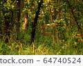 Spotted deer in the Jungle of  Shuklaphanta National Park, Nepal 64740524