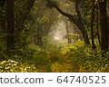 Beautiful sunlit path in the jungle of Shuklaphanta National Park  64740525