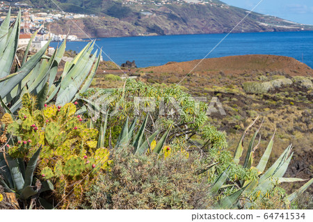 Tropical cactus garden and black sand beach at Los 64741534