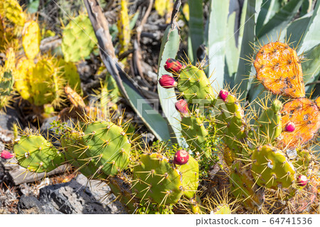 Tropical cactus garden and black sand beach at Los Tropical cactus garden and black sand beach at Los 64741536