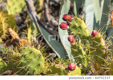 Tropical cactus garden and black sand beach at Los 64741537