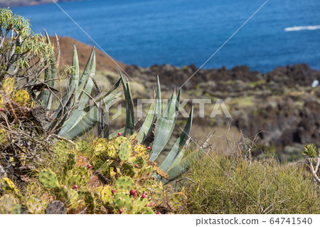 Tropical cactus garden and black sand beach at Los 64741540