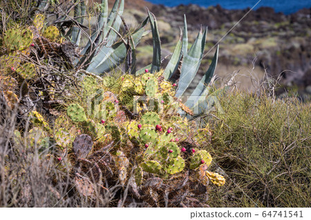 Tropical cactus garden and black sand beach at Los 64741541