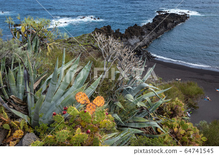 Tropical cactus garden and black sand beach at Los 64741545