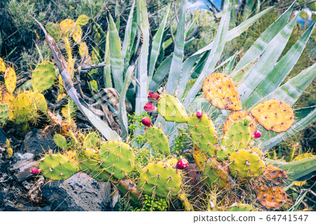 Tropical cactus garden and black sand beach at Los 64741547